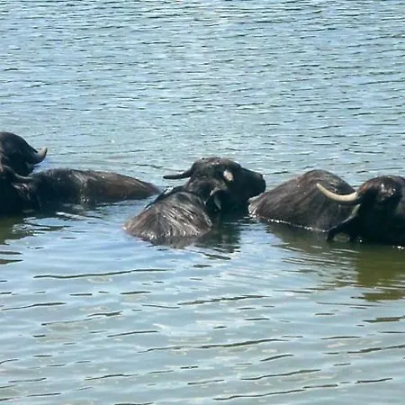 Dallas-southfork Ranch Ufer-lodge 4 Personen Casa vacanze *
